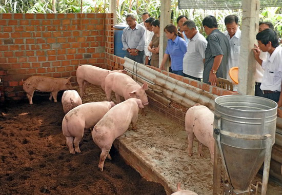 M&ocirc; h&igrave;nh chăn nu&ocirc;i heo sử dụng đệm l&oacute;t sinh học