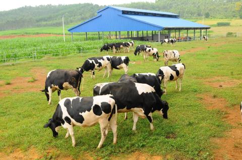 Hệ thống trang trại b&ograve; sữa Vinamilk H&agrave; Tĩnh cũng được chứng nhận đạt ti&ecirc;u chuẩn Global GAP
