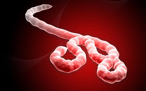 Ph&aacute;t hiện  một protein trọng yếu của virus Ebola nguy hiểm nhất thế giới