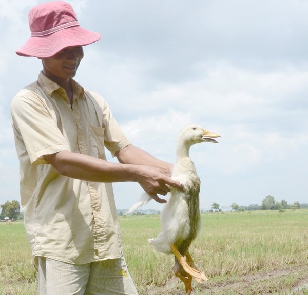 Ch&uacute; vịt bốn ch&acirc;n kỳ lạ tại nh&agrave; &ocirc;ng Bốn B&ocirc;ng, ấp Bến Cừ, x&atilde; Ninh Điền, huyện Ch&acirc;u Th&agrave;nh.