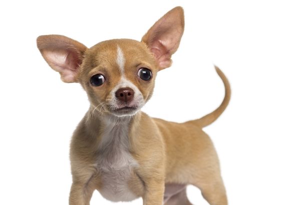 Th&uacute; cưng l&agrave; một hung kh&iacute; trong c&aacute;c vụ tr&ocirc;m cướp
