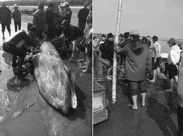 Người d&acirc;n x&atilde; Hải Đ&ocirc;ng xẻ thịt con c&aacute; voi để mang đi ch&ocirc;n