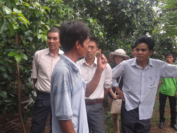 M&ocirc; h&igrave;nh trồng c&agrave; ph&ecirc; xen canh