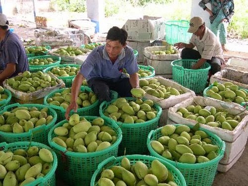 Xo&agrave;i ngọt gi&aacute; rẻ b&aacute;n khắp chợ H&agrave; Nội