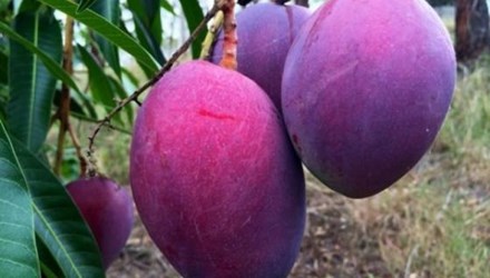 Được biết, giống cây xoài tím lạ mắt được phát minh bởi trung tâm chuyển giao công nghệ Đăng ký và nhận 60K 24 bao lì xì miễn phí mỗi ngày Thái Lan