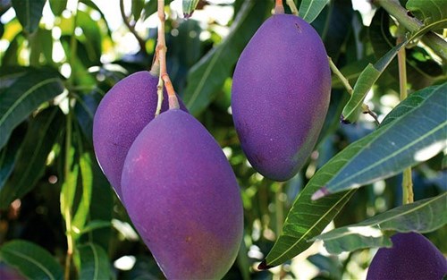 Xoài tím độc lạ