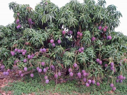Đây là loại xoài mới nên được rất nhiều người tìm mua vì lạ mắt, lạ miệng. Một quả xoài khi chín có thể đạt trọng lượng 0,8 – 1,2 kg, có thể chế biến thành nhiều món ăn hoặc ăn chín. 