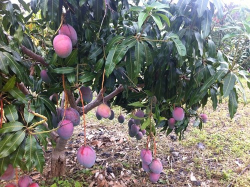 Được biết, giống xoài tím này được nhân giống thành công từ một loại xoài của Đài Loan. Khi quả chưa chín thì sẽ có màu xanh như những loại xoài khác. Đến khi chín thì sẽ chuyển sang màu tím lạ mắt, ruột xoài có màu vàng sậm, vị ngọt mát và thơm. 