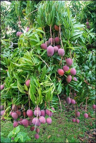 Xoài tím độc lạ