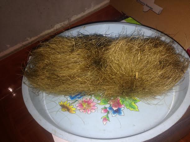 Vật thể lạ nghi l&agrave; c&aacute;t lợn được t&igrave;m thấy ở Vĩnh Ph&uacute;c c&oacute; lớp l&ocirc;ng m&agrave;u v&agrave;ng r&ecirc;u bao phủ b&ecirc;n ngo&agrave;i