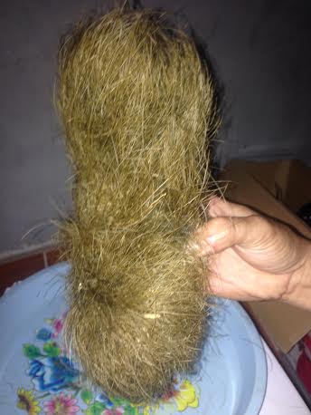 Một số chuy&ecirc;n gia cho rằng th&ocirc;ng tin c&aacute;t lợn l&agrave; vị thuốc qu&yacute; hiếm chỉ l&agrave; tin đồn nhảm v&ocirc; căn cứ