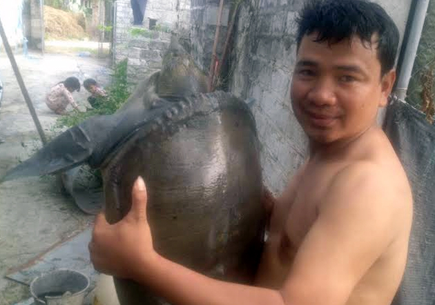 Anh Giỏi mất 30 ph&uacute;t mới đưa được con ba ba n&agrave;y l&ecirc;n bờ