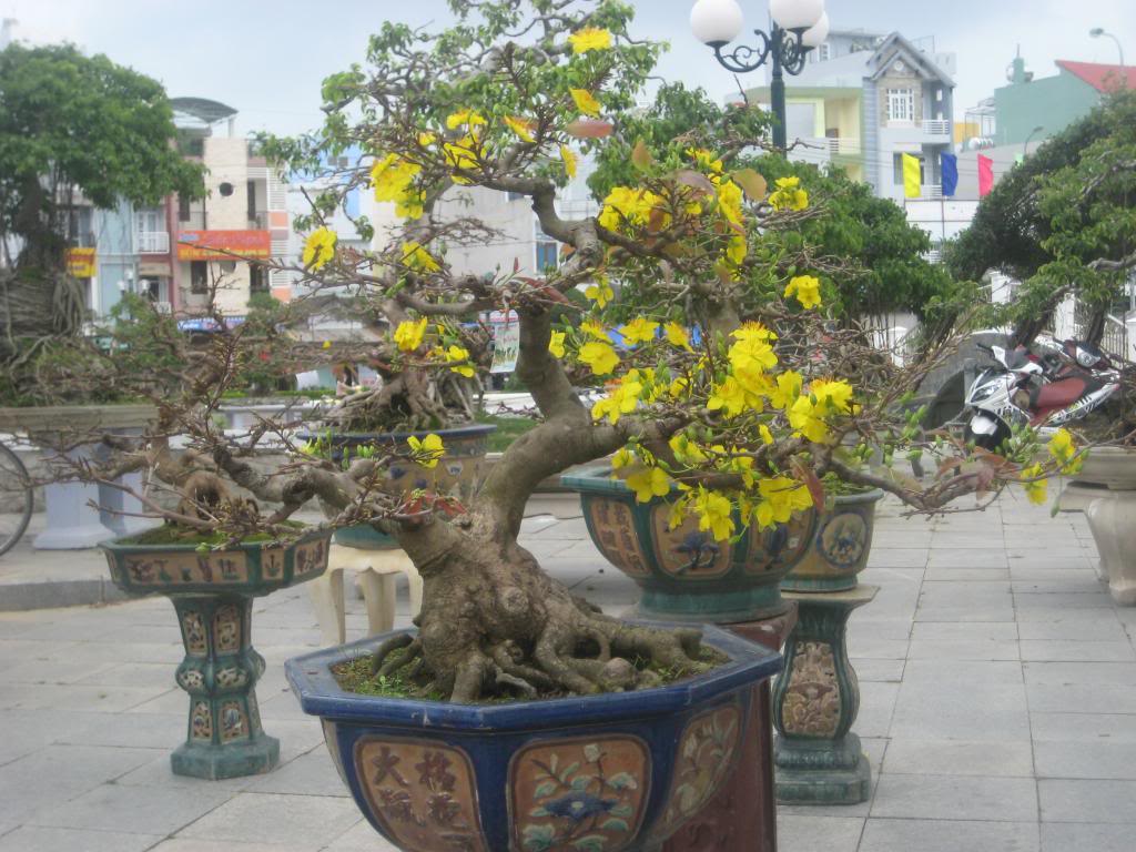 chuyen-gia-phong-thuy-bay-cach-chon-mai-vang-trung-tet-don-tai-loc