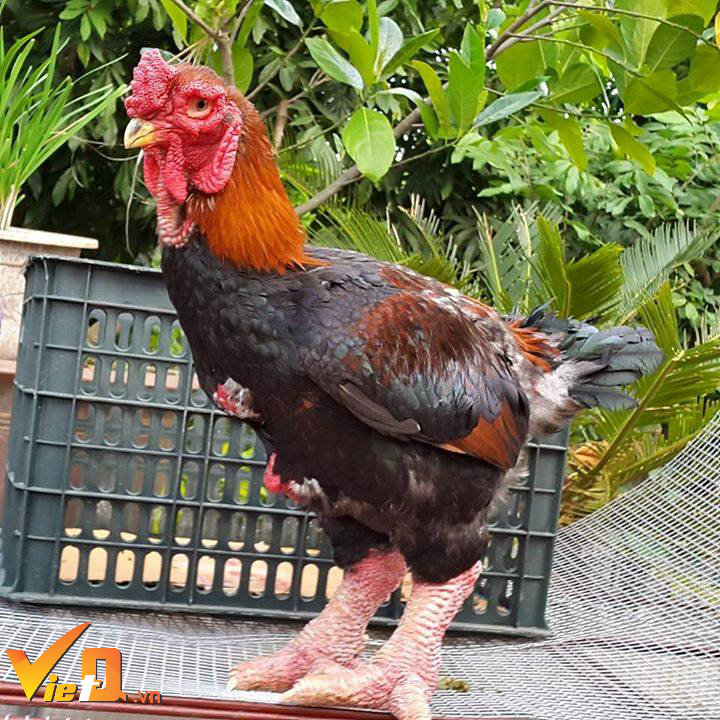 tet-dinh-dau-2017-ga-dong-tao-hon-chuc-trieu-mot-con