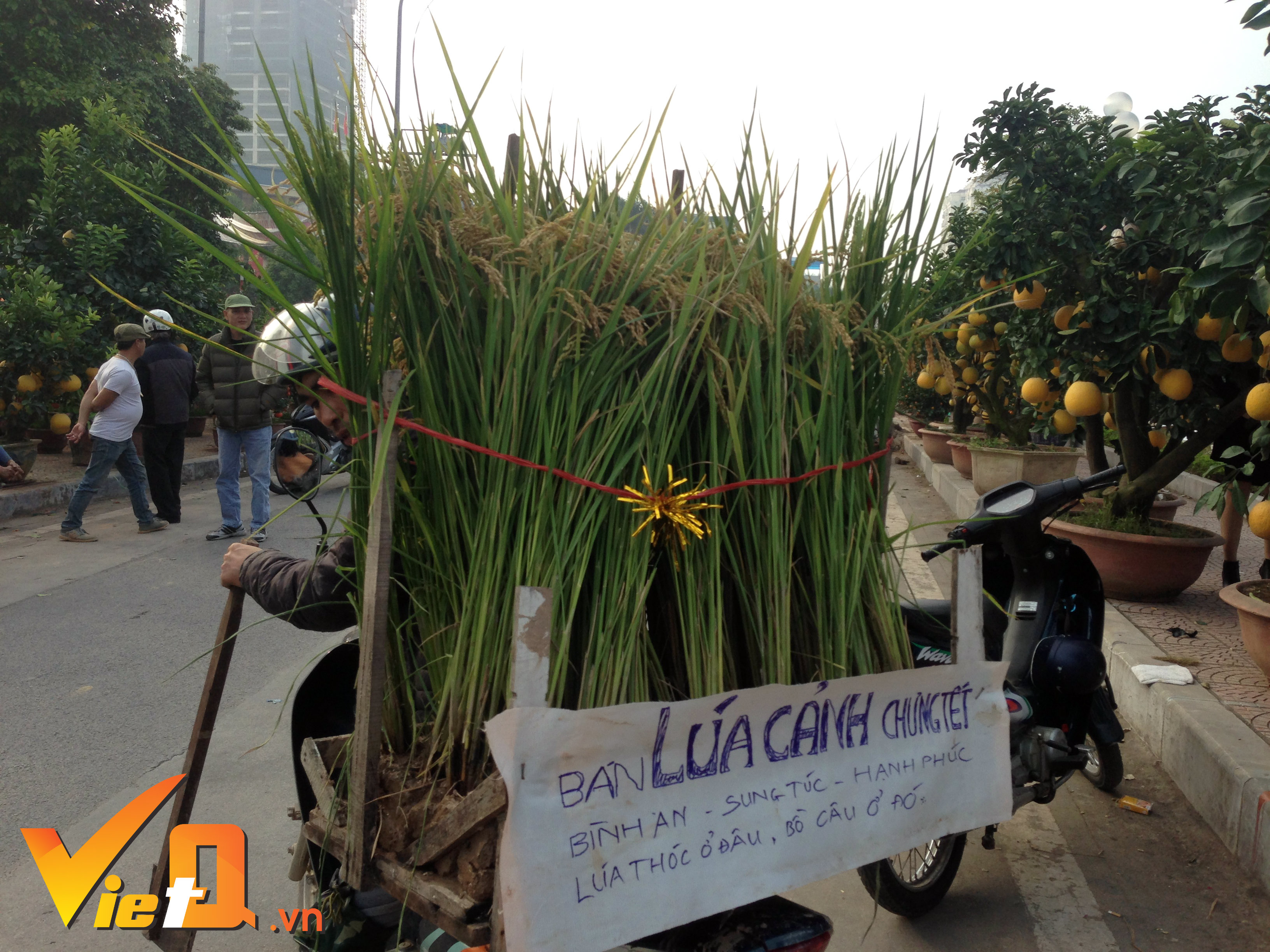 tet-dinh-dau-lua-canh-lan-dau-xuong-pho-ha-noi-trung-tet