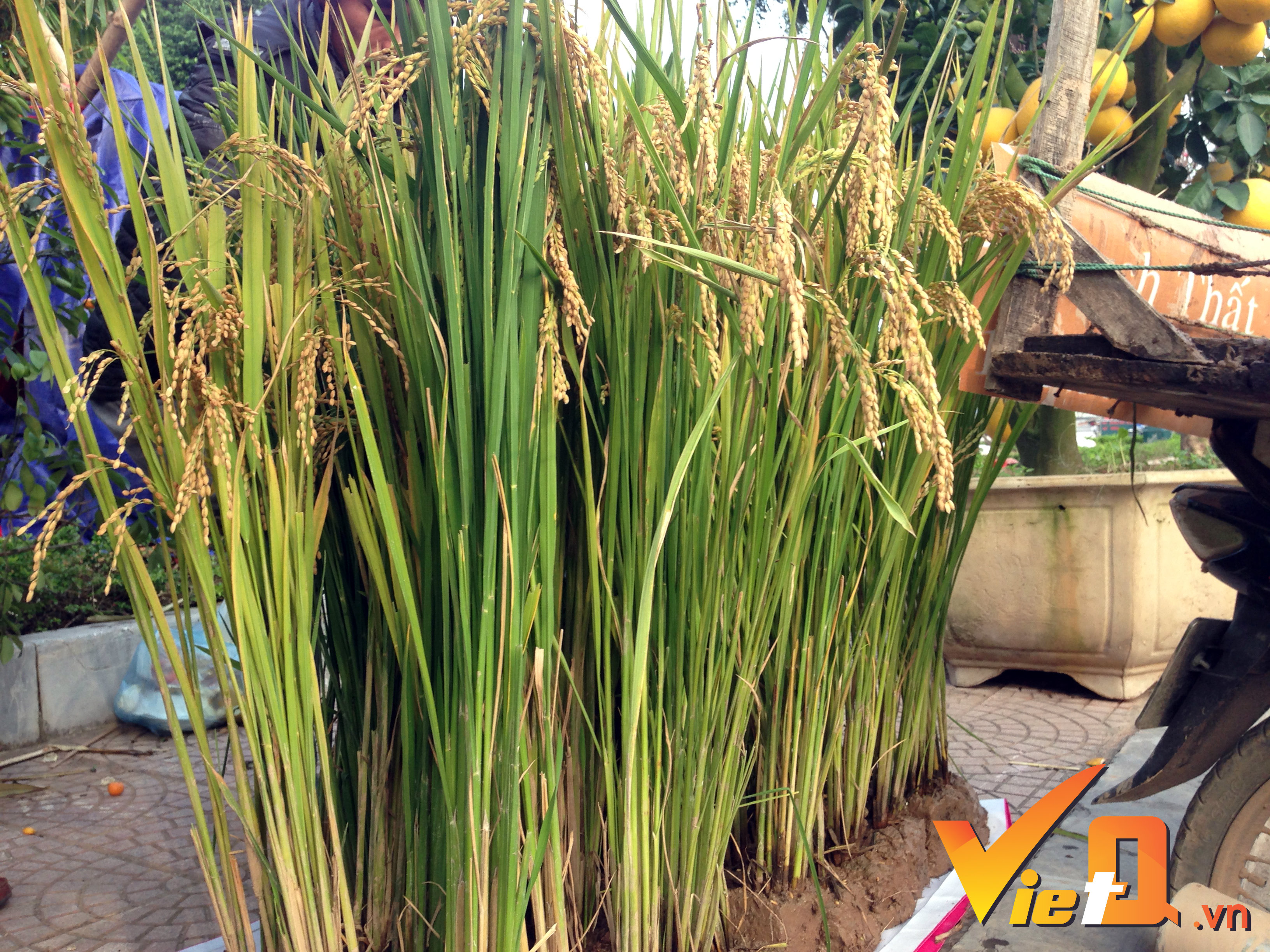 tet-dinh-dau-lua-canh-lan-dau-xuong-pho-ha-noi-trung-tet
