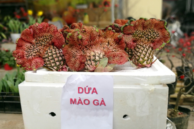 tet-dinh-dau-nua-trieu-dong-mot-trai-dua-mao-ga-trung-tet-tai-thu-do