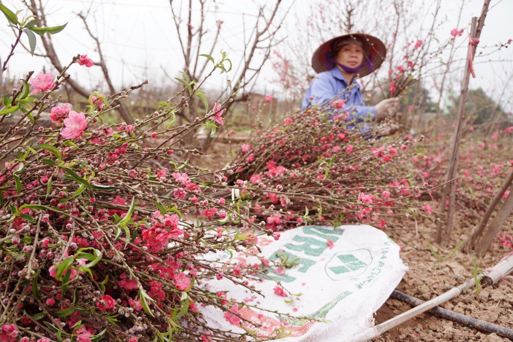 Rằm th&aacute;ng Gi&ecirc;ng: Đ&agrave;o Nhật T&acirc;n cuối m&ugrave;a xuống phố