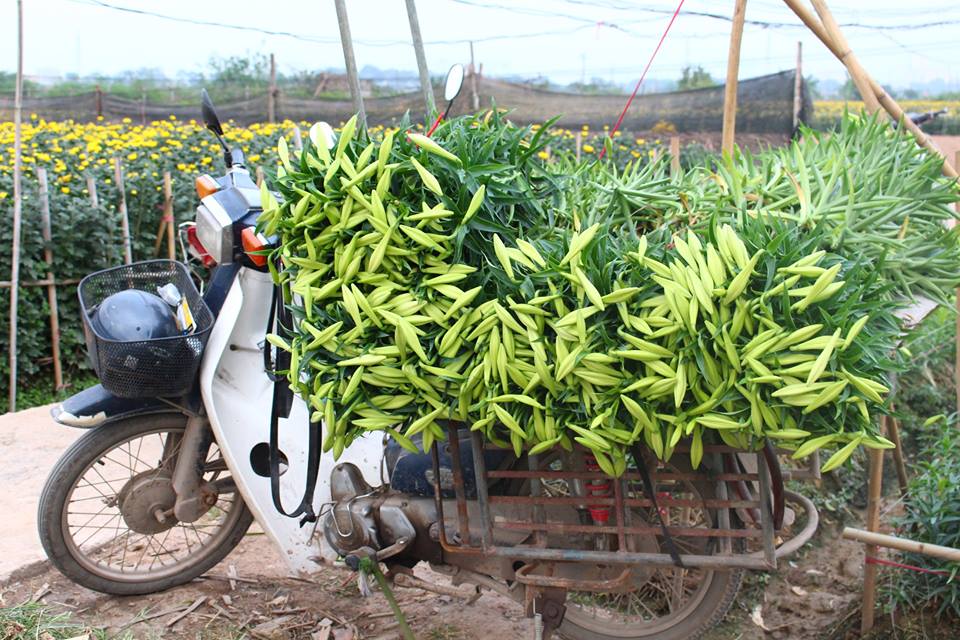 Hoa loa k&egrave;n xuống phố, gi&aacute; rẻ bất ngờ