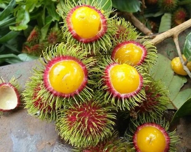 Ch&ocirc;m ch&ocirc;m ruột v&agrave;ng g&acirc;y sốt ở TP.HCM đổ bộ ra H&agrave; Nội