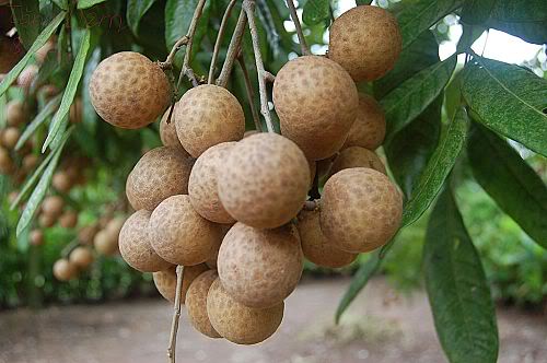 Nh&atilde;n đường ph&egrave;n: Muốn ăn cũng kh&ocirc;ng dễ g&igrave; mua được