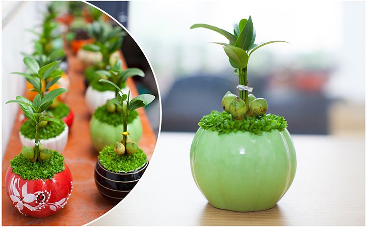 Loại c&acirc;y phong thủy người mệnh Kim trồng trong nh&agrave; chắc chắn t&agrave;i lộc sẽ v&agrave;o 'ầm ầm'