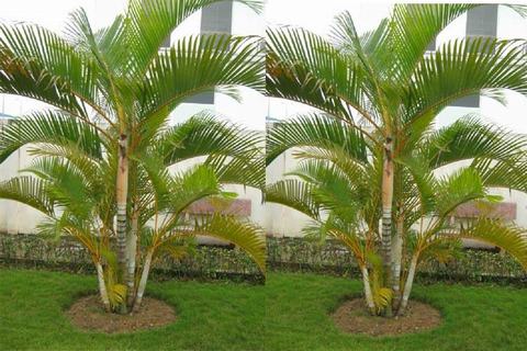 Trồng c&acirc;y phong thủy trước nh&agrave; vừa l&agrave;m cảnh vừa đ&oacute;n t&agrave;i lộc 