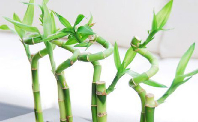 Trồng c&acirc;y phong thủy ngay b&acirc;y giờ sẽ gi&uacute;p gia chủ h&uacute;t t&agrave;i lộc cuối năm
