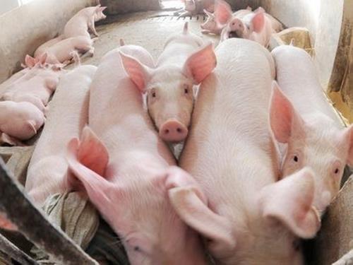Gi&aacute; cả thị trường ng&agrave;y h&ocirc;m nay (18/10): Gi&aacute; lợn hơi tăng trở lại tại c&aacute;c tỉnh miền Bắc