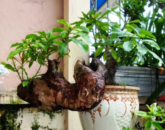 Trồng c&acirc;y phong thủy theo kh&ocirc;ng gian của ng&ocirc;i nh&agrave; để vừa hợp mệnh, vừa rước t&agrave;i lộc
