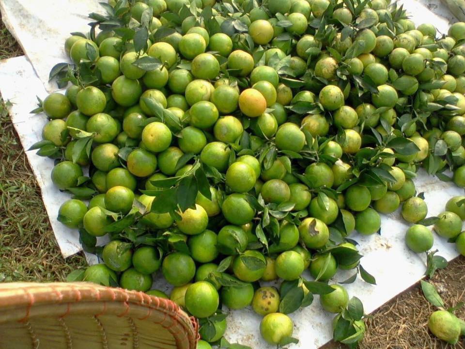 Cam Cao Phong được gi&aacute; b&aacute;n n&ocirc;ng d&acirc;n &lsquo;nửa mừng nửa lo&rsquo;
