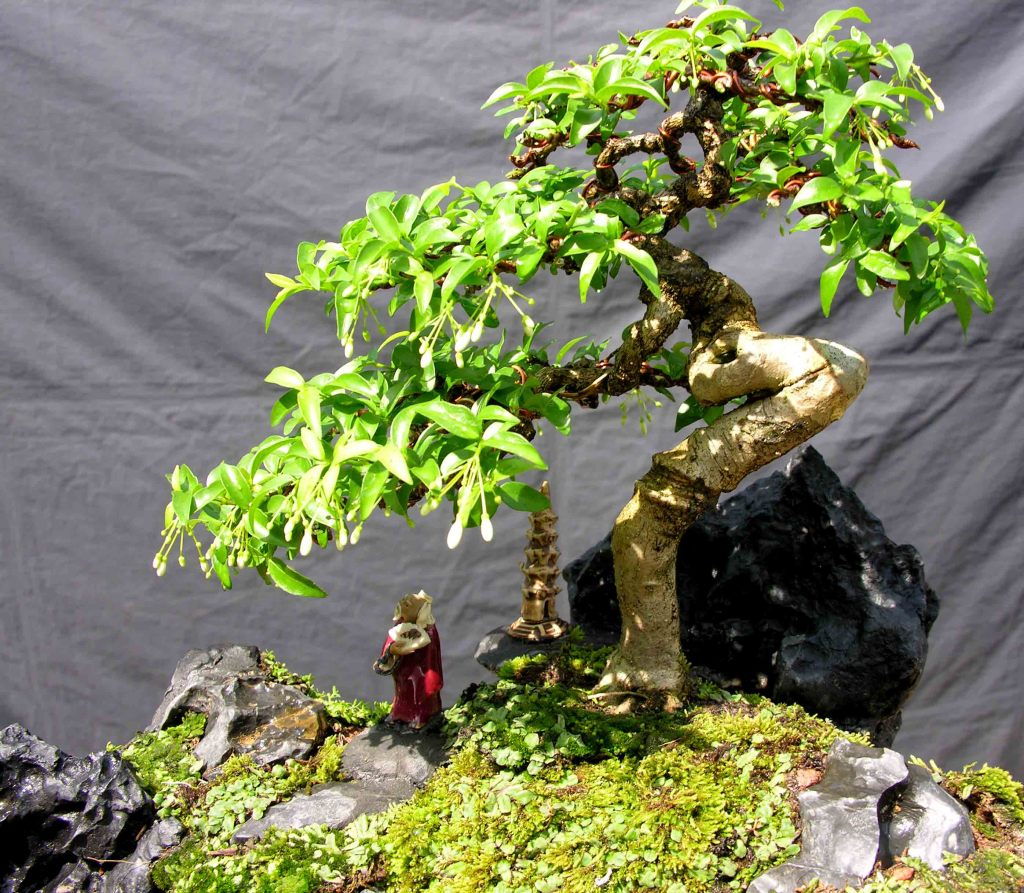 Những điều gia chủ nhất định phải biết khi muốn trồng c&acirc;y phong thủy trong nh&agrave;