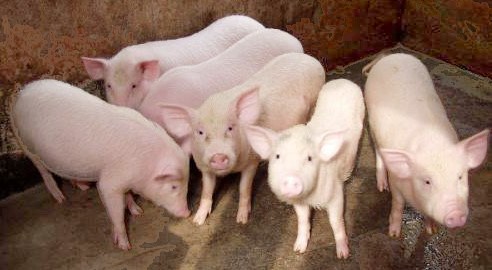 Gi&aacute; cả thị trường h&ocirc;m nay (3/11): Gi&aacute; lợn hơi ổn định ở cả ba miền