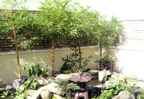 Tất tần tật những điều cần biết khi trồng c&acirc;y phong thủy trong nh&agrave;