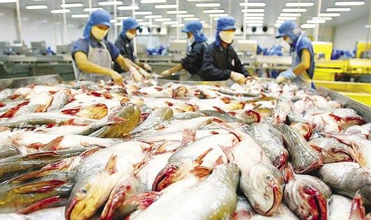 Gi&aacute; c&aacute; tra thương phẩm bất ngờ tăng mạnh