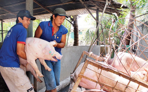 Gi&aacute; cả thị trường ng&agrave;y 16/1: Gi&aacute; lợn hơi miền Bắc dao động quanh mức 34.000 đồng/kg
