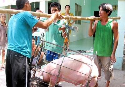 Gi&aacute; cả thị trường ng&agrave;y 26/1: Gi&aacute; lợn hơi tại miền Bắc tiếp tục giảm nhẹ