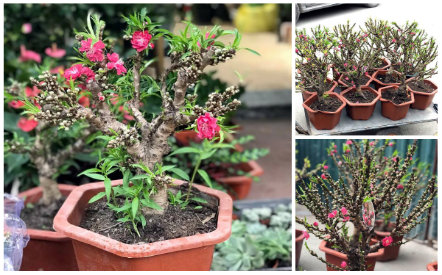 Tết Mậu Tuất: &lsquo;Loạn&rsquo; gi&aacute; đ&agrave;o thất thốn, người d&ugrave;ng kh&ocirc;ng &lsquo;tỉnh&rsquo; c&oacute; thể mua nhầm đ&agrave;o Trung Quốc