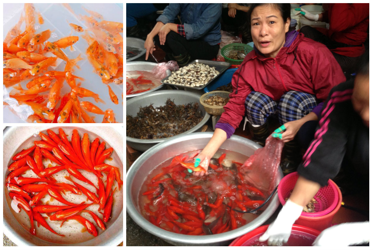 Tết &ocirc;ng C&ocirc;ng &ocirc;ng T&aacute;o: Tiểu thương l&atilde;i &lsquo;khủng&rsquo; nhờ b&aacute;n c&aacute; ch&eacute;p ph&oacute;ng sinh v&agrave; c&aacute; ch&eacute;p thịt
