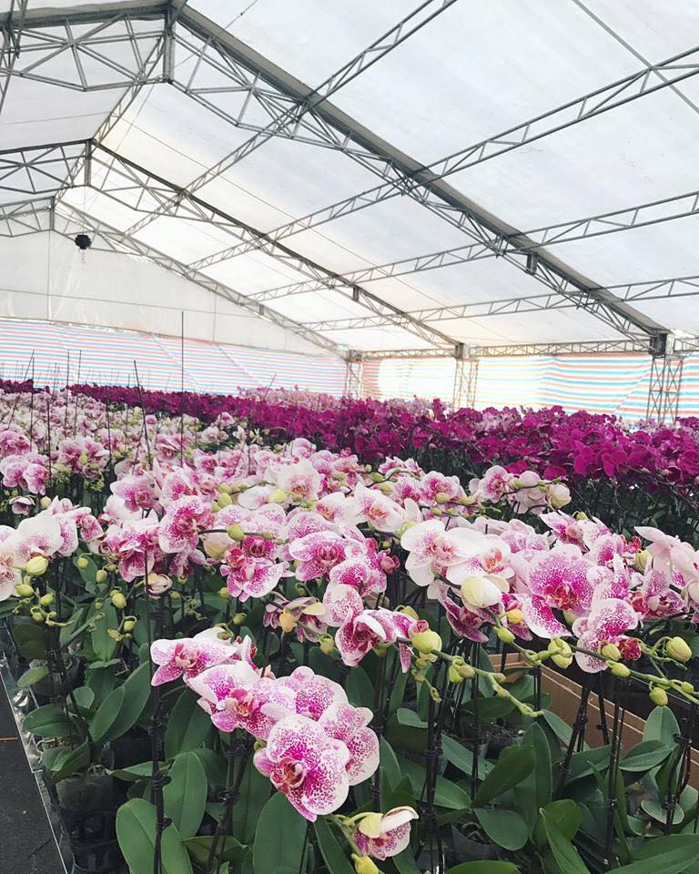 Tết Mậu Tuất: Đ&acirc;y l&agrave; một trong những loại hoa chơi Tết c&oacute; gi&aacute; đắt đỏ tr&ecirc;n thị trường