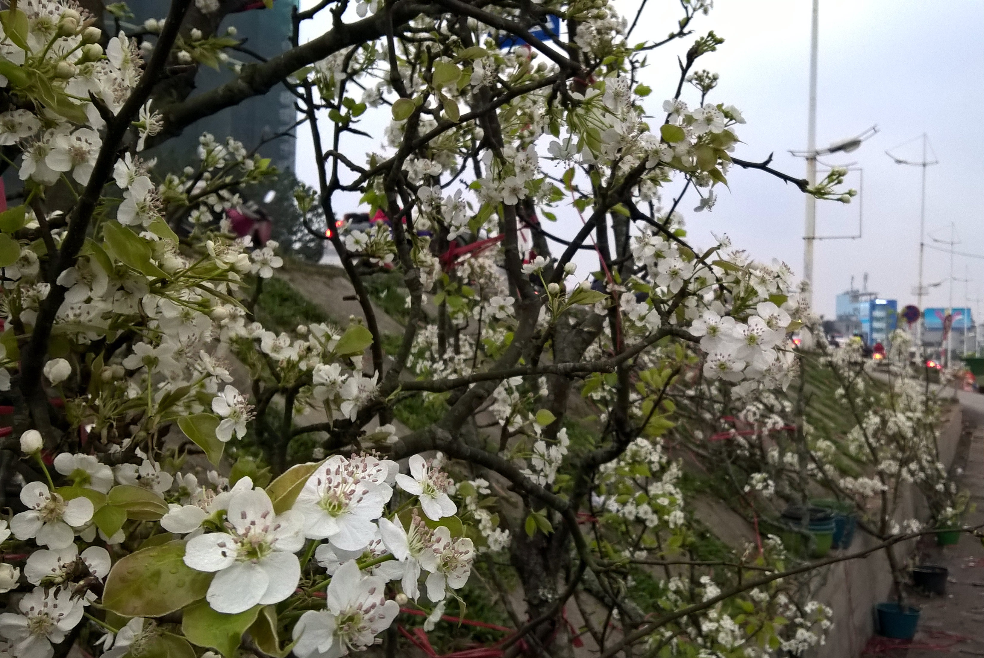 Sau Tết, hoa lê rừng trắng muốt xuống phố hút người dân sành chơi 