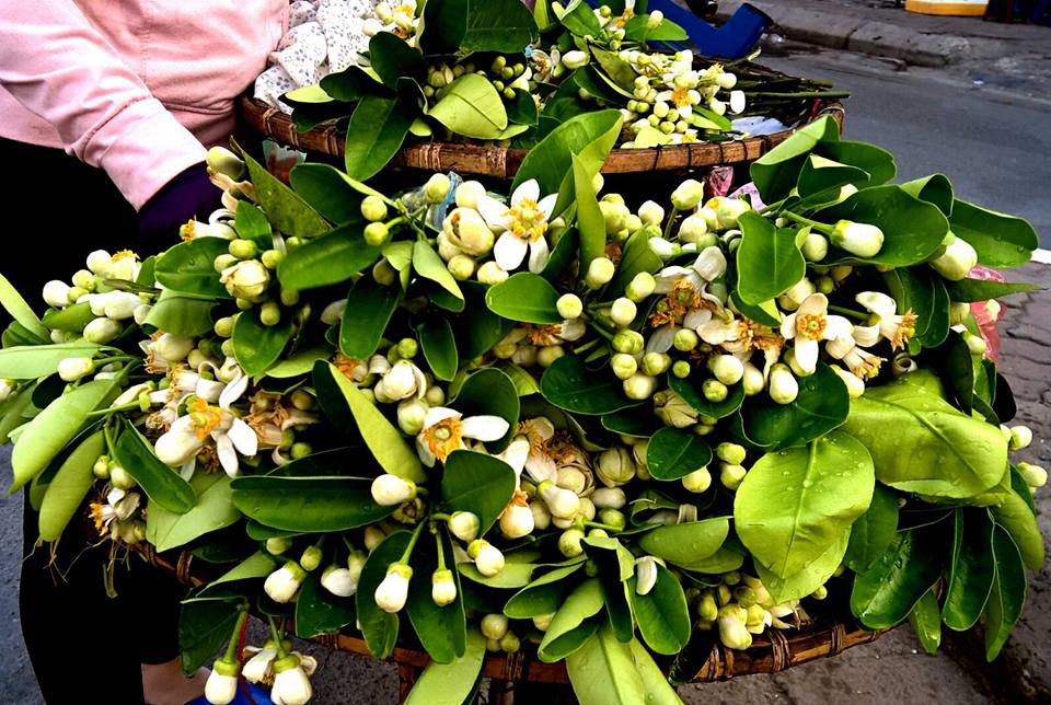 Hoa bưởi gi&aacute; đắt vẫn h&uacute;t kh&aacute;ch H&agrave; th&agrave;nh