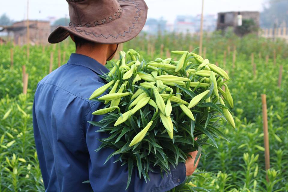 Hoa loa k&egrave;n đầu m&ugrave;a c&oacute; gi&aacute; rẻ bất ngờ
