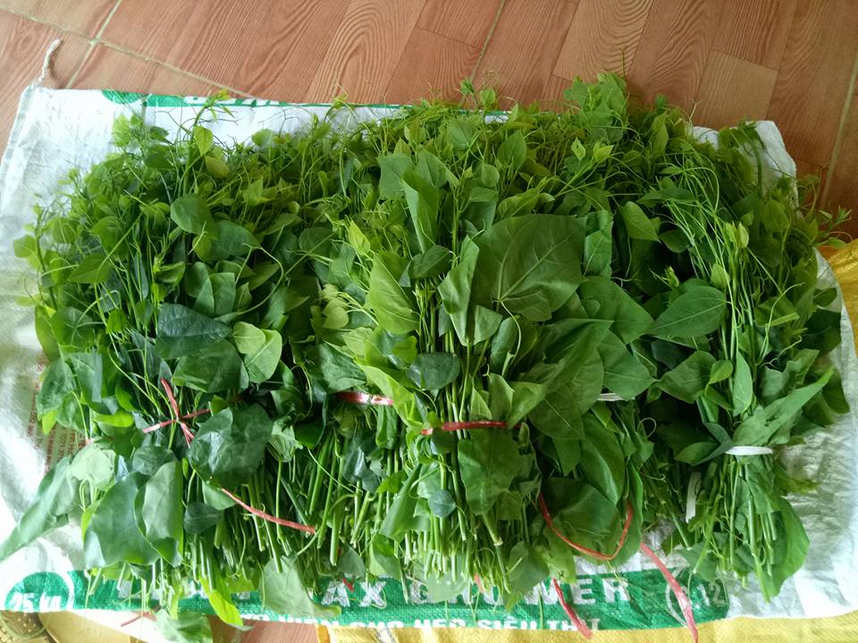 Rau rừng gi&aacute; &lsquo;ch&aacute;t&rsquo; chị em c&ocirc;ng sở vẫn đổ x&ocirc; mua v&igrave; lạ miệng 
