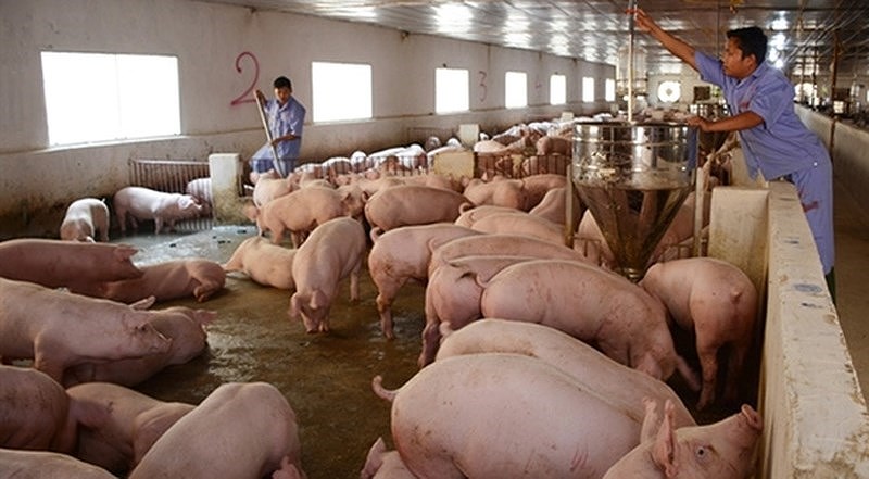 Gi&aacute; lợn hơi bất ngờ tăng mạnh, người chăn nu&ocirc;i nửa mừng nửa lo