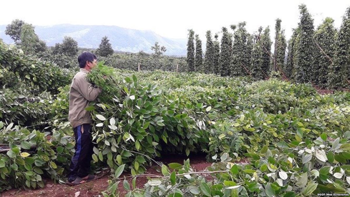 Vừa qua, thương l&aacute;i Trung Quốc đổ x&ocirc; thu mua rễ hồ ti&ecirc;u tại một v&agrave;i tỉnh, th&agrave;nh. Ảnh SGGP