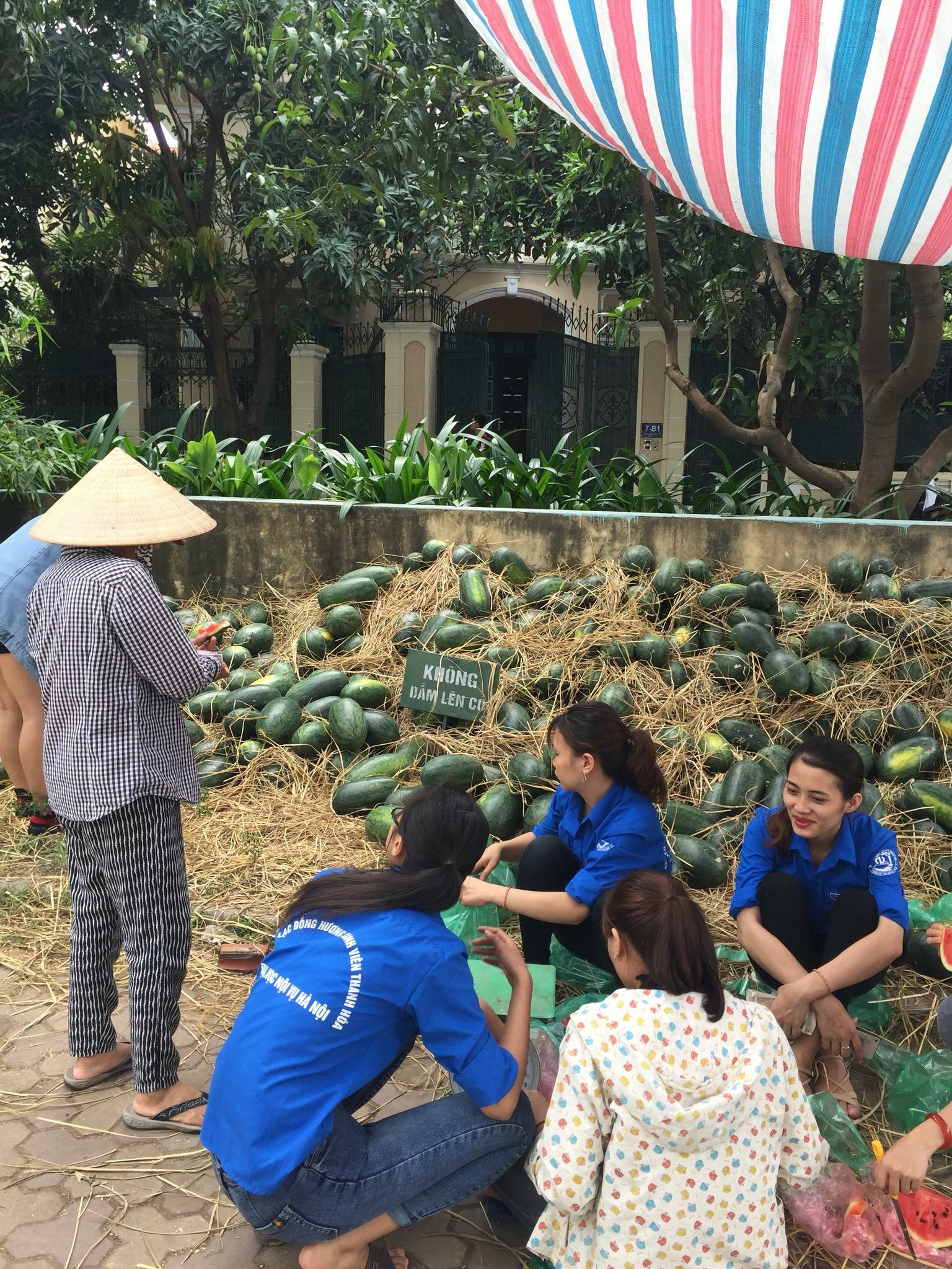 Ch&ugrave;m ảnh: Sinh vi&ecirc;n H&agrave; Nội giải cứu dưa hấu gi&uacute;p n&ocirc;ng d&acirc;n Quảng Ng&atilde;i