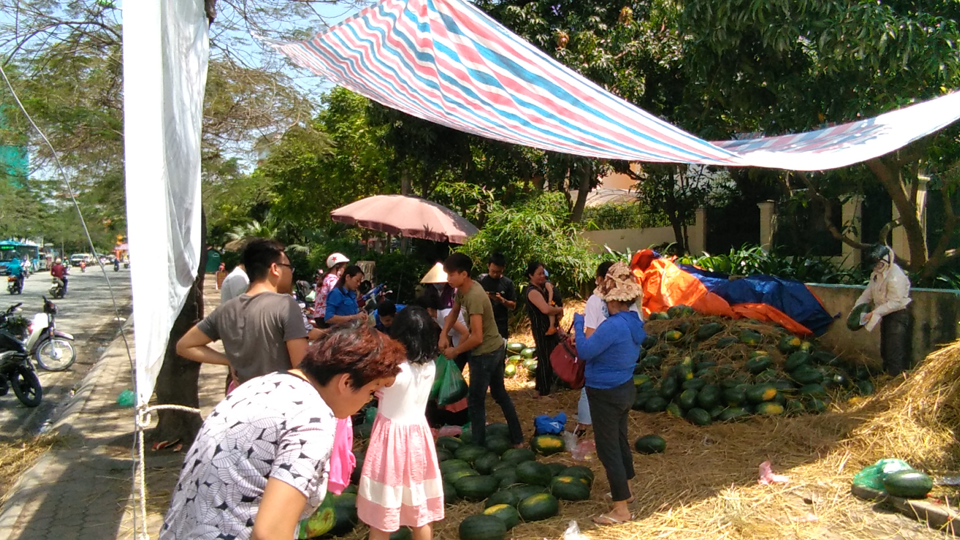 Ch&ugrave;m ảnh: Sinh vi&ecirc;n H&agrave; Nội giải cứu dưa hấu gi&uacute;p n&ocirc;ng d&acirc;n Quảng Ng&atilde;i