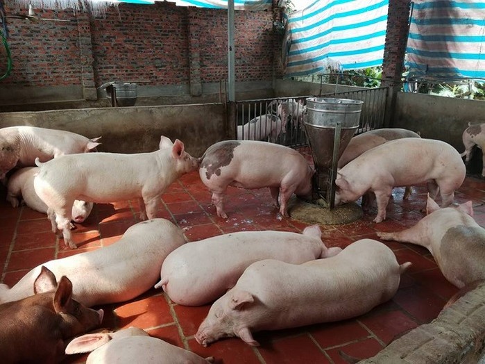 Gi&aacute; lợn hơi tăng: Chuy&ecirc;n gia Sòng Bài Trực Tuyến 13Win.com n&oacute;i g&igrave; trước lo ngại lợn TQ gi&aacute; rẻ sẽ đổ bộ thị trường