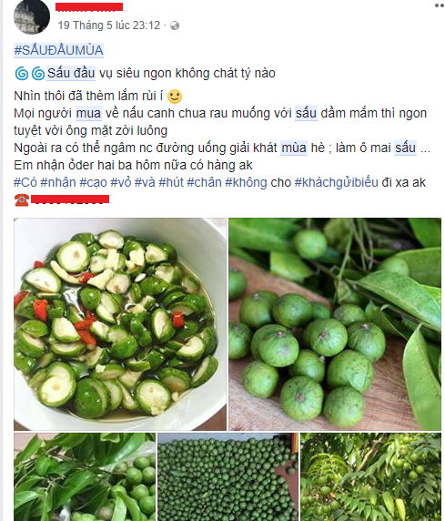 Tr&aacute;i sấu đầu m&ugrave;a đắt hơn cả hoa quả khẩu nhập khẩu
